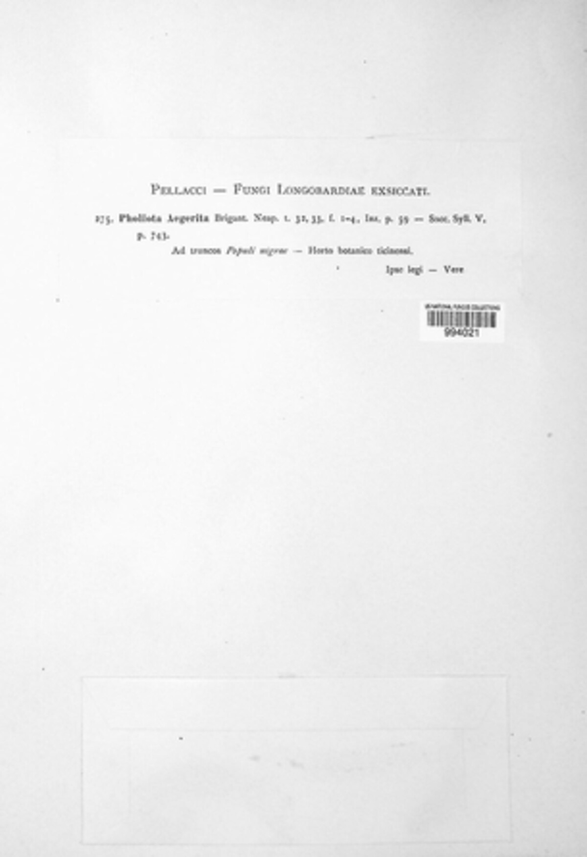Cyclocybe aegerita image